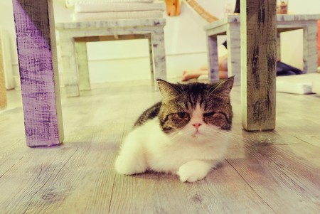 Beautiful short hair catの写真素材