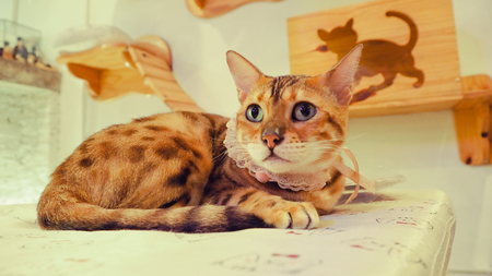 Beautiful short hair cat