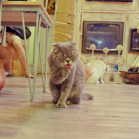 Beautiful short hair catの写真素材