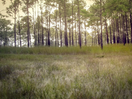 The summer field landscape with pine treeの写真素材