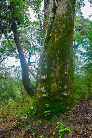 tree in forestの写真素材