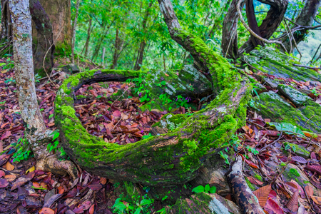 Vine with moss in forestの写真素材