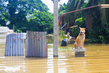 A dog is lost to the owner while floodingの写真素材