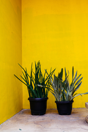 Ornamental plants in gardenの写真素材