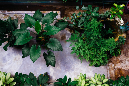 Ornamental plants in gardenの写真素材