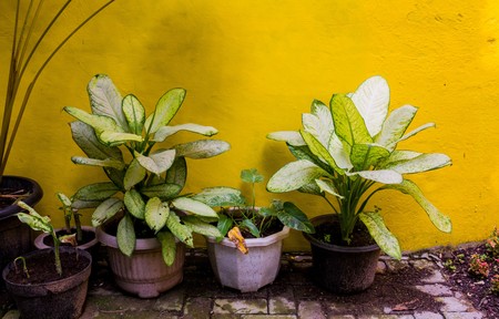 Ornamental plants in garden