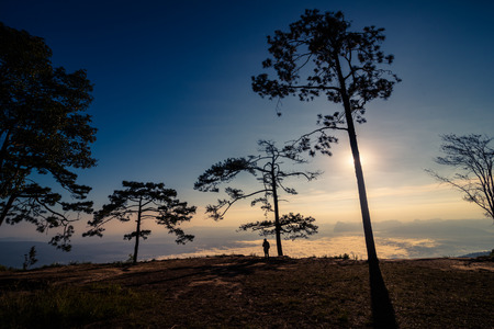 sunbeams through pine treeの写真素材