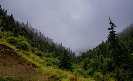 The mountain slope in lying cloud with the evergreen conifers shrouded in mist in a scenic landscape viewの写真素材