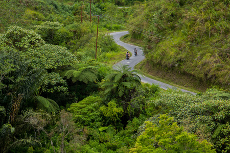 fern tree (Cyathea podophylla) in forest of Samosir Island,Medan, Indonesia.の写真素材