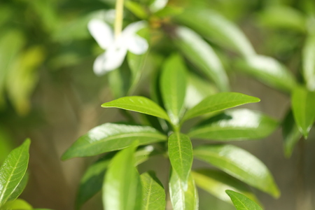 Group of white Sampaguita Jasmine or Arabian Jasmineの写真素材