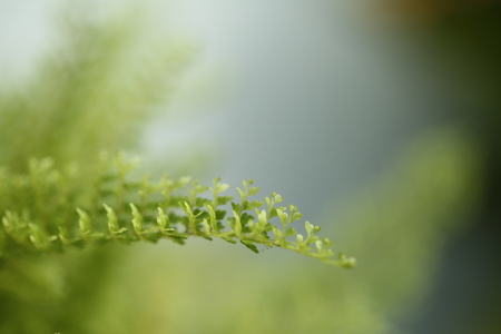Beautiful ferns leaves green foliage natural floral fern background in sunlight.の写真素材