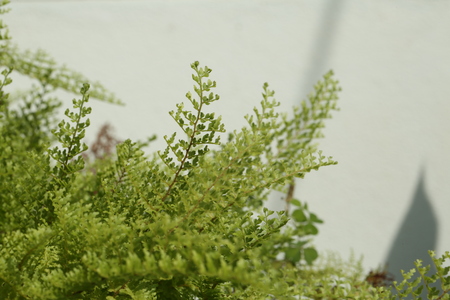 Beautiful ferns leaves green foliage natural floral fern background in sunlight.の写真素材