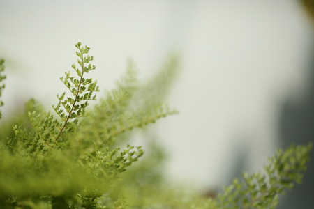 Beautiful ferns leaves green foliage natural floral fern background in sunlight.の写真素材