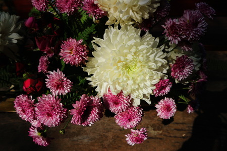 Beautiful lilac pink chrysanthemum as background picture. Chrysanthemum wallpaper, chrysanthemums in autumn.の写真素材