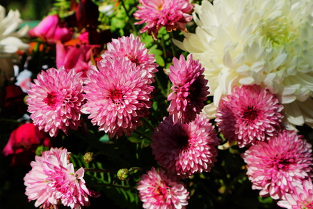 Beautiful lilac pink chrysanthemum as background picture. Chrysanthemum wallpaper, chrysanthemums in autumn.の写真素材