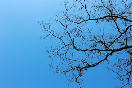 Black dry branches of tree without leaves against blue cloudy sky. Blue sky with clouds on background. Taken on autumn.の写真素材