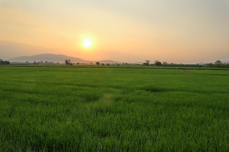 Beautiful landscape at rice field. Yellow rice waiting for harvest season among in the nature with blue sky at sunset.の写真素材
