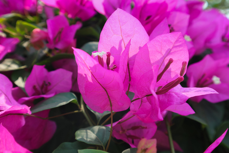 Lesser bougainvillea (Bougainvillea glabra), bougainvillea flowers Large lush decorative bush with bright crimson flowers and green leaves against a blue sky backgroundの写真素材