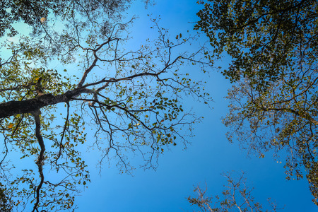 looking up at tall trees in the forsetの写真素材