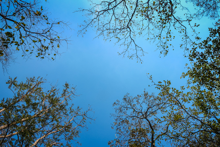 looking up at tall trees in the forsetの写真素材