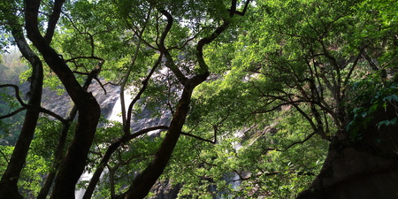 A Green rowns of birch and trees against the blue sky in springの写真素材