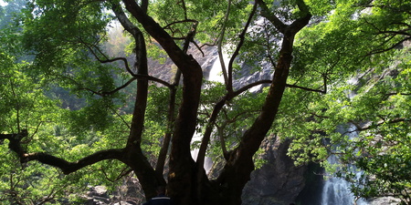 A Green rowns of birch and trees against the blue sky in springの写真素材