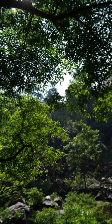 A Green rowns of birch and trees against the blue sky in springの写真素材
