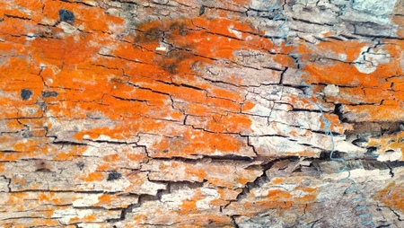 Tree bark with red lichen and algae. Texture.の写真素材