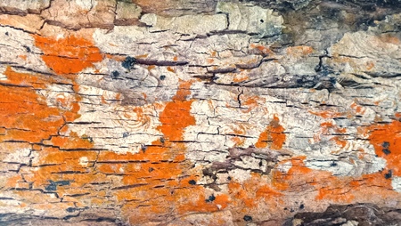 Tree bark with red lichen and algae. Texture.の写真素材