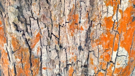 Tree bark with red lichen and algae. Texture.の写真素材