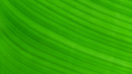 Green banana leaf background, banana leaves used for wrapping.の写真素材