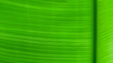 Green banana leaf background, banana leaves used for wrapping.の写真素材