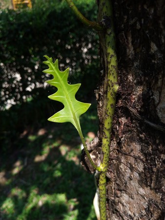 Close up green fern leaf nature abstract backgroundの写真素材