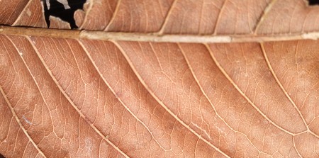 Brown leaf texture and background. Macro view of dry leaf texture. Organic and natural pattern.の写真素材
