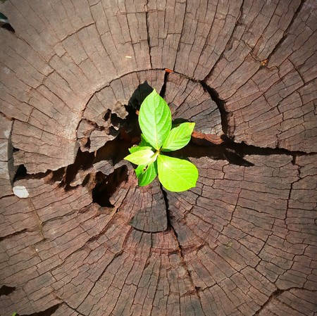 Plant growing through trunk of treeの写真素材