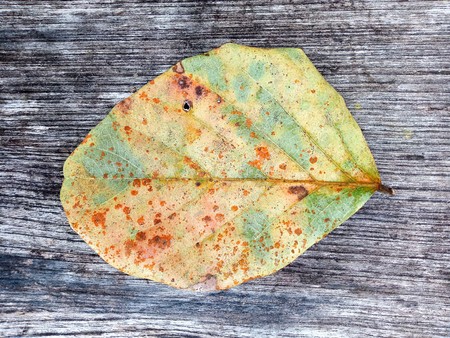 leaf texture closeup background.の写真素材