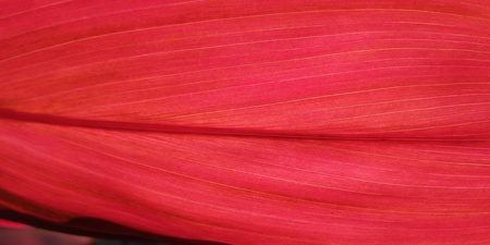 leaf texture closeup background.