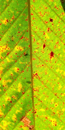 leaf texture closeup background.の写真素材