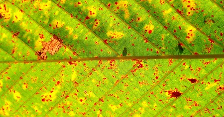 leaf texture closeup background.の写真素材