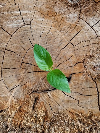 plant growing out of a tree stumpの写真素材