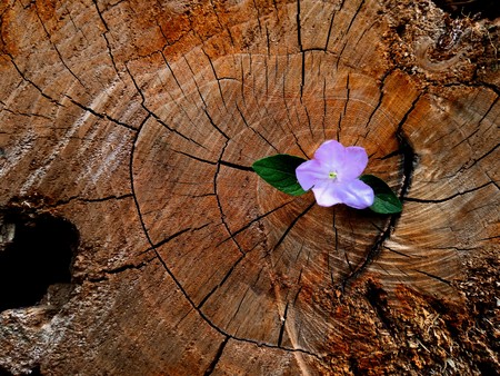 plant growing out of a tree stumpの写真素材