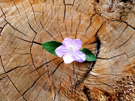 plant growing out of a tree stumpの写真素材