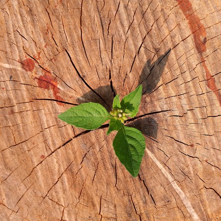 plant growing out of a tree stumpの写真素材