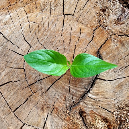 plant growing out of a tree stumpの写真素材