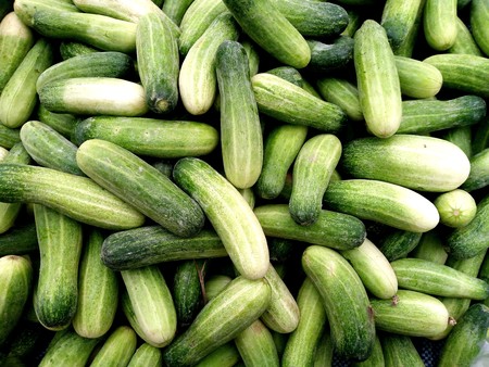Cucumber background Cucumber harvest. many cucumbers. cucumbers from the field.の写真素材
