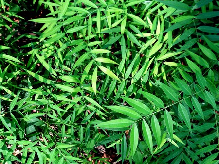 Natural leaf decor closeup photo. Tropical greenery top viewの写真素材