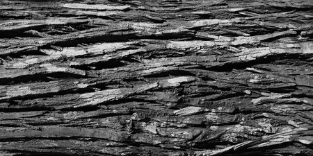 bark tree texture backgroundsの写真素材