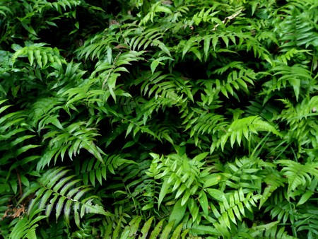Natural fern leaf decor closeup photoの写真素材