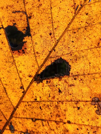 Autumn  Leaf macro textureの写真素材
