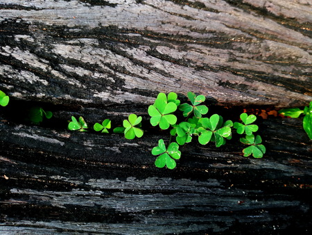 Clover plant growing out of a tree stumpの写真素材